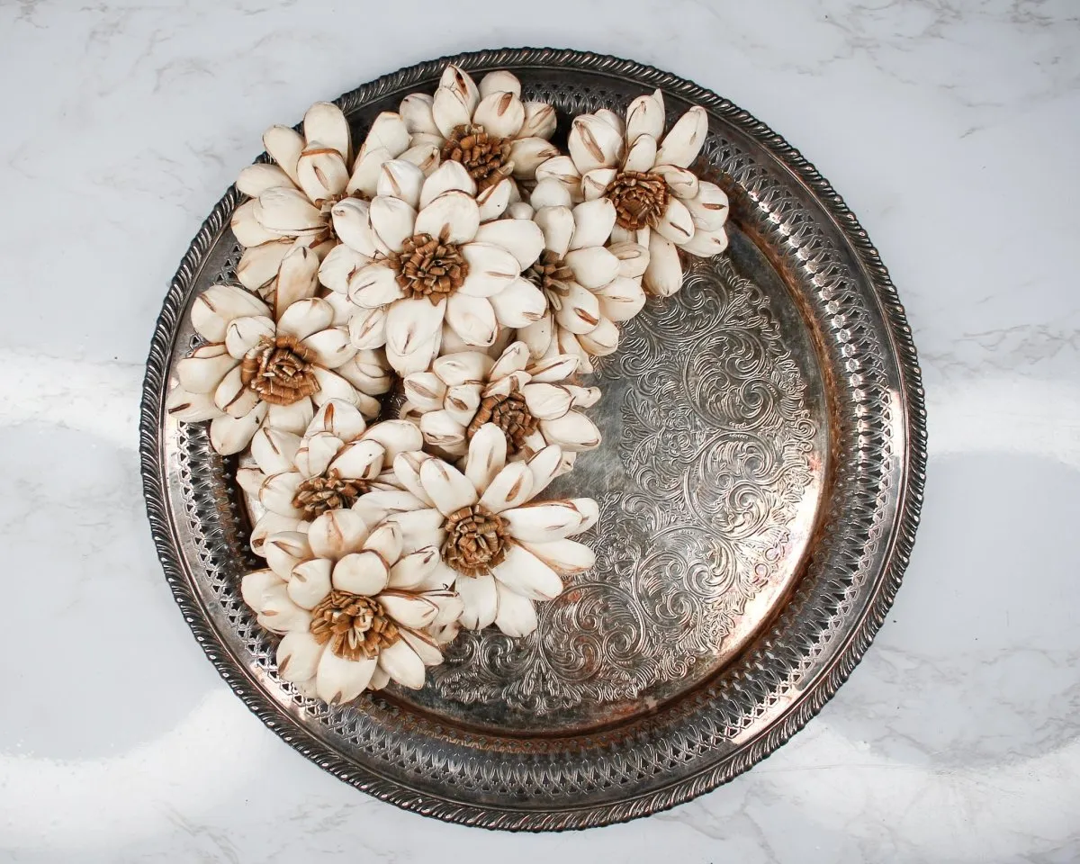 3" Cape Daisy (10 Pack)