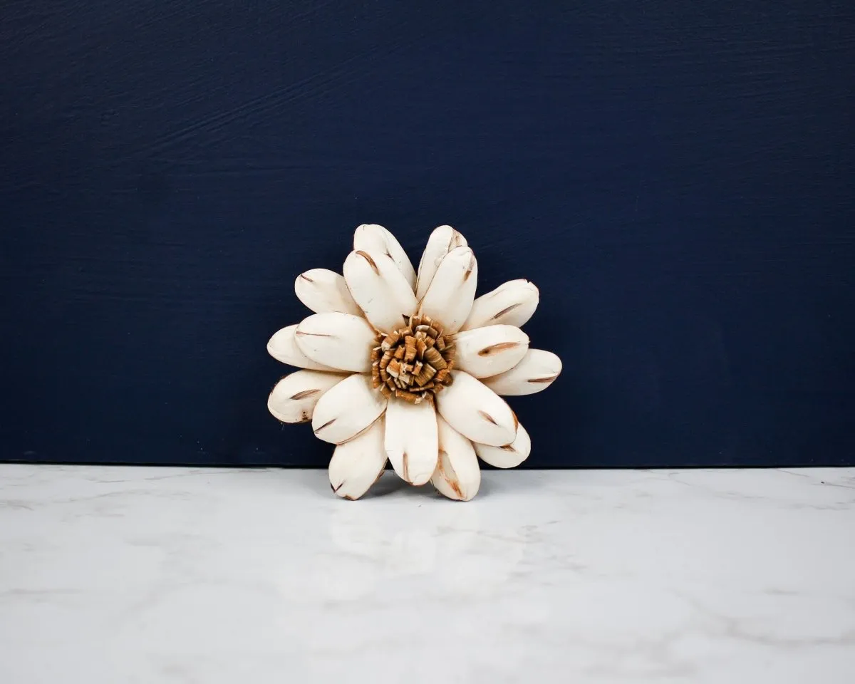 3" Cape Daisy (10 Pack)